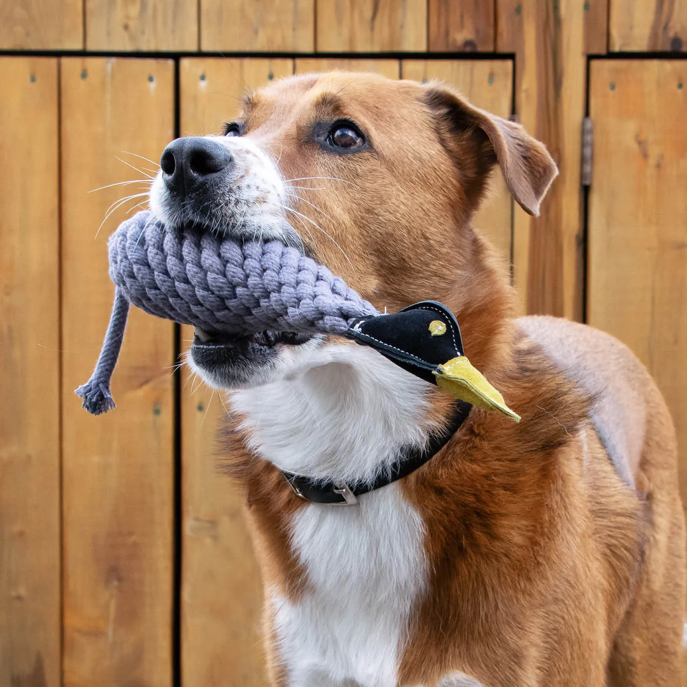 Canada Goose Rope & Water Bottle Dog Toy