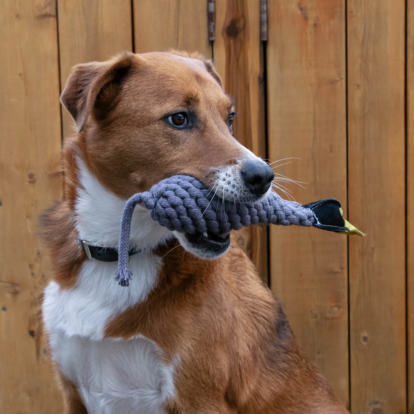 Canada Goose Rope & Water Bottle Dog Toy